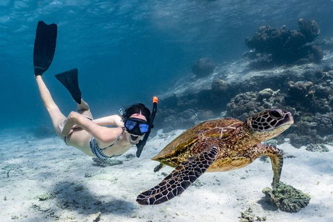 Coral Bay 3-Hour Turtle Ecotour - Accommodation Perth 3