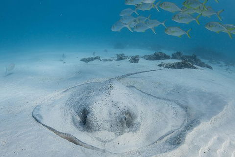 Coral Bay 3-Hour Turtle Ecotour - Accommodation Perth 2