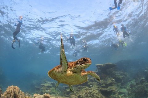 Coral Bay 3-Hour Turtle Ecotour - Accommodation Perth 4