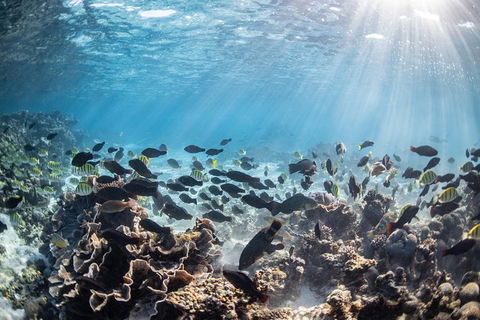 Coral Bay 3-Hour Turtle Ecotour - Accommodation Perth 5