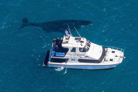 Humpback Whale Safari - Accommodation Perth 2