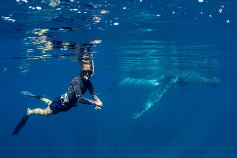 Humpback Whale Safari - Accommodation Perth 1