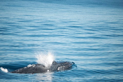 Humpback Whale Safari - Accommodation Perth 4