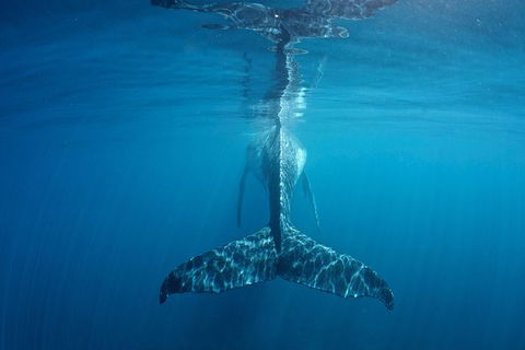 Humpback Whale Safari - Accommodation Perth 5