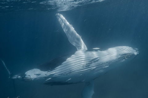Humpback Whale Safari - Accommodation Perth 0