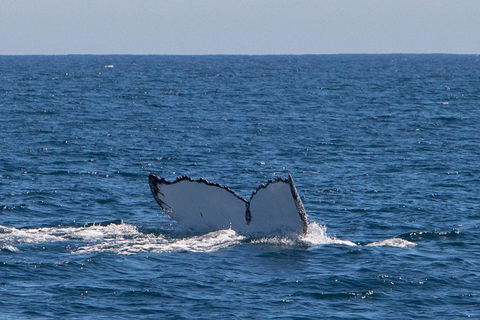 Humpback Whale Safari - Accommodation Perth 3