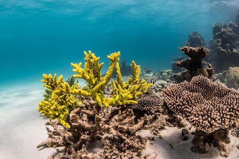 Coral Bay 1-Hour Coral Viewing - Accommodation Perth 4