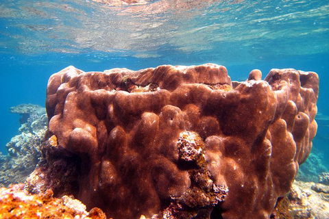 Coral Bay 1-Hour Coral Viewing - Accommodation Perth 5