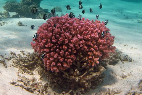 Coral Bay 1-Hour Coral Viewing - Accommodation Perth 2
