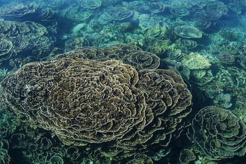 Coral Bay 1-Hour Coral Viewing - Accommodation Perth 6