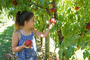 Summer Fruits Festival