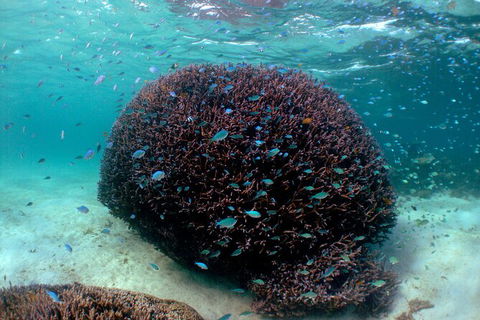 5 Night Ningaloo Reef Ningaloo Escape From Coral Bay - Accommodation Perth 3