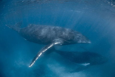 Full-Day Whale Watching Snorkeling And Swimming At Coral Bay - Accommodation Perth 6