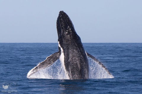 Full-Day Whale Watching Snorkeling And Swimming At Coral Bay - Accommodation Perth 0