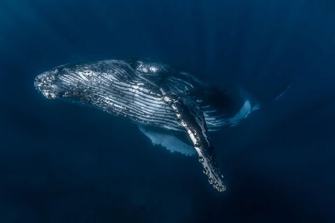 Full-Day Whale Watching Snorkeling And Swimming At Coral Bay - Accommodation Perth 7