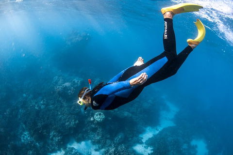 Full-Day Whale Watching Snorkeling And Swimming At Coral Bay - Accommodation Perth 2