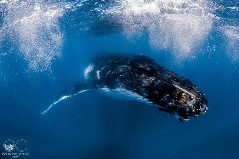 Full-Day Whale Watching Snorkeling And Swimming At Coral Bay - Accommodation Perth 4