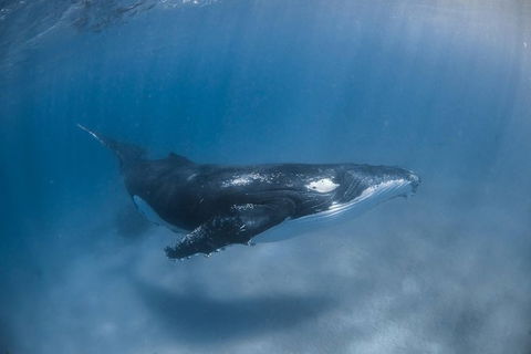 Full-Day Whale Watching Snorkeling And Swimming At Coral Bay - Accommodation Perth 5