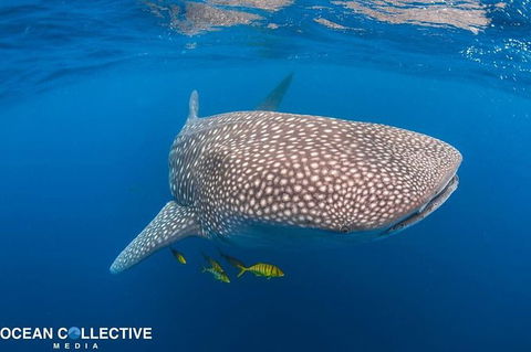 Whale Shark Adventure Tour - Perth Resorts 11