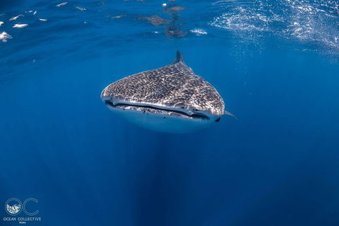 Whale Shark Adventure Tour - Perth Resorts 1