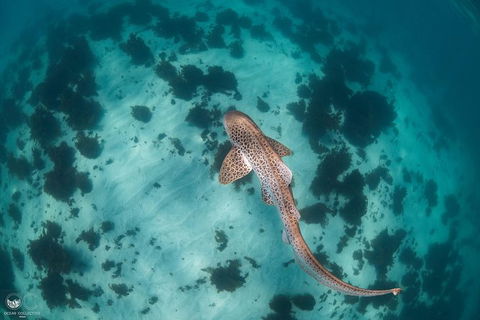 Whale Shark Adventure Tour - Perth Resorts 3