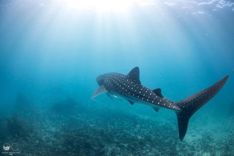 Whale Shark Adventure Tour - Perth Resorts 9