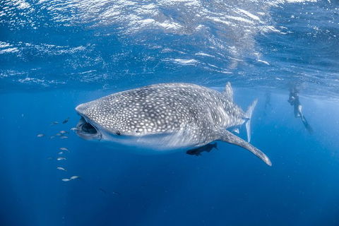 Whale Shark Adventure Tour - Perth Resorts 0