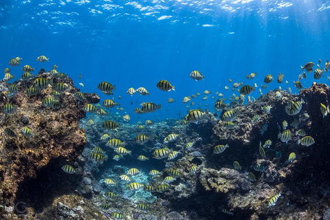 Whale Shark Adventure Tour - Perth Resorts 5