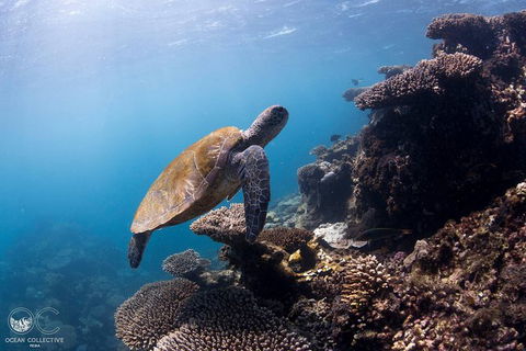 Whale Shark Adventure Tour - Perth Resorts 4