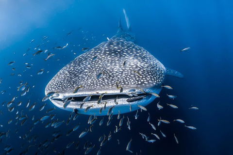 Whale Shark Adventure Tour - Perth Resorts 8