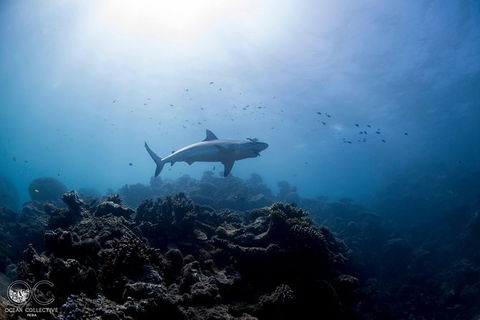 Whale Shark Adventure Tour - Perth Resorts 6