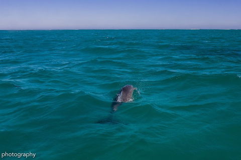 Ningaloo Immersion Private Charter - Accommodation Perth 1