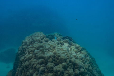Ningaloo Immersion Private Charter - Accommodation Perth 4