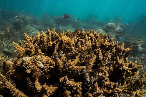 Ningaloo Immersion Private Charter - Accommodation Perth 6