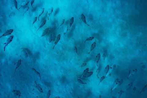 Ningaloo Immersion Private Charter - Accommodation Perth 2