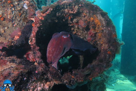PADI Open Water Course - Accommodation Perth 1