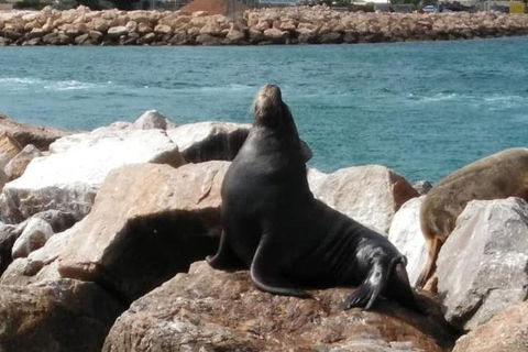 Lobster Fishing Tour At Geraldton - Accommodation Perth 3