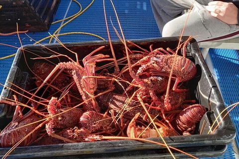 Lobster Fishing Tour At Geraldton - Accommodation Perth 6