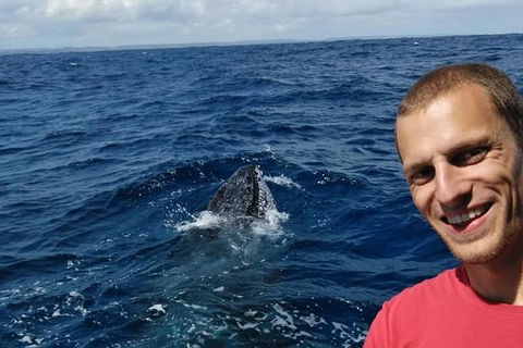 Whale Watching Boat Tour In Geraldton - Accommodation Perth 2