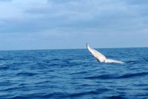 Whale Watching Boat Tour In Geraldton - Accommodation Perth 0