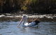 Private Guided River Kayak Tour - thumb 2