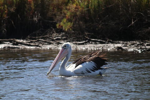 Private Guided River Kayak Tour - Accommodation Perth 2