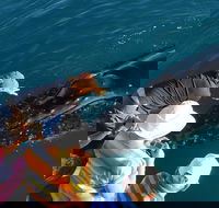 AOC Broome Whale Watching - Accommodation Perth