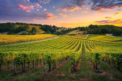 Swan Valley Sunset Wine Tour - Premium Small Group Tour - Accommodation Perth 0