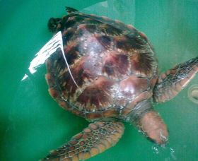 Australian Seabird Rescue - Accommodation Perth 0