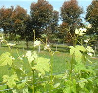 Barwon Ridge Wines - Accommodation Perth