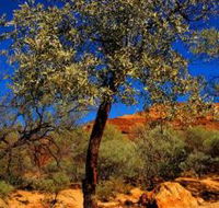 Mt Romance Australia Pty Ltd - Accommodation Perth