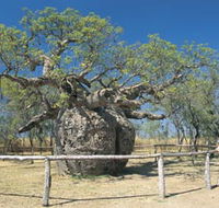 Boab Prison Tree - Accommodation Perth