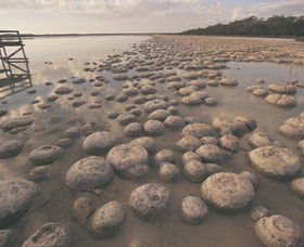 Lake Clifton Thrombolites - Accommodation Perth 0