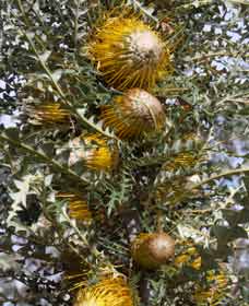 Boundain WA Perth Resorts